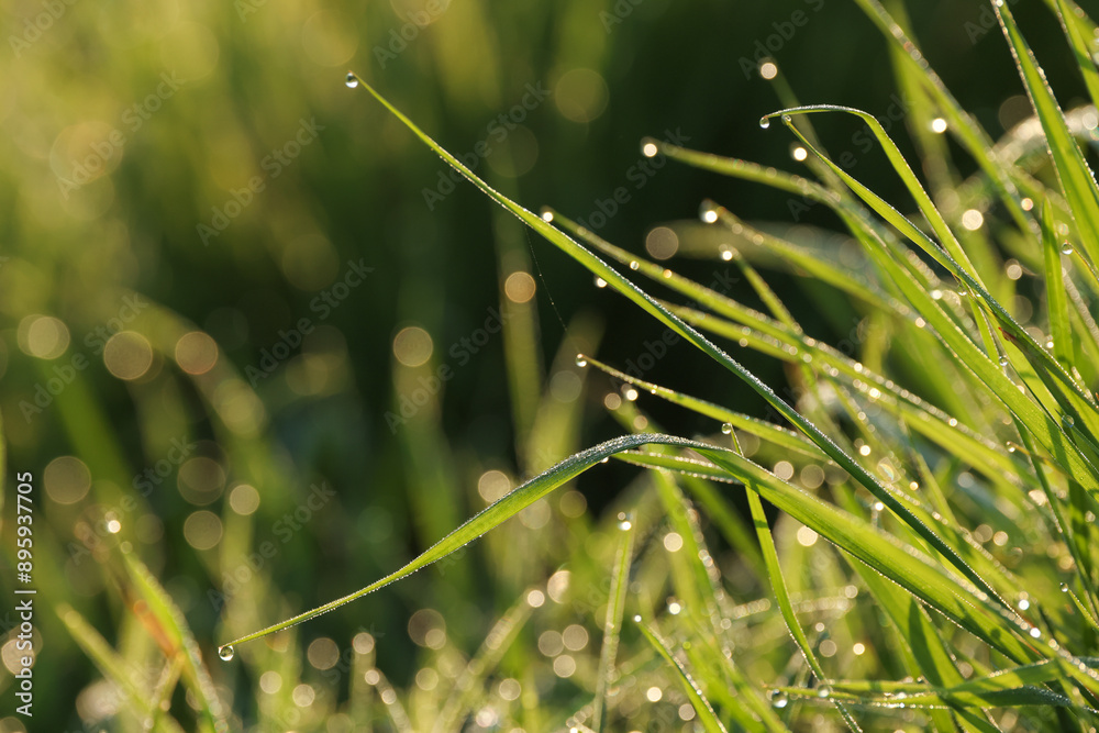 dew drops on the top of a tuft of grass dew drops on the top of a tuft of grass
