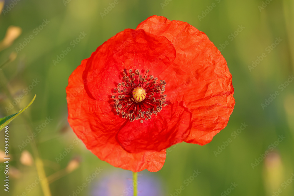 a red poppy flower with green background a red poppy flower with green background