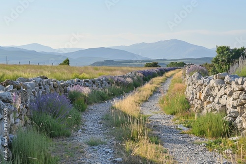 Stone wall path leading through field of lavender to distant mountains. © Rekalawa