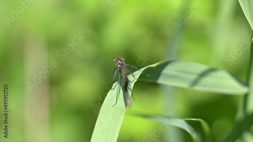 Gebänderte Prachtlibelle öffnet Flügel in slowmotion