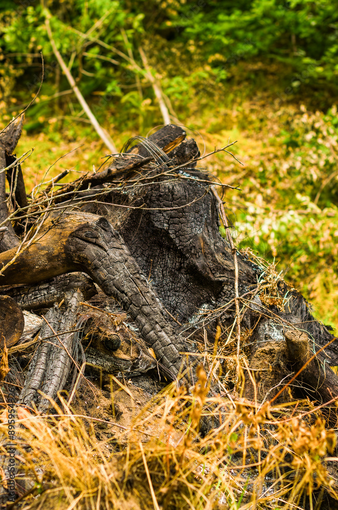 Wood ash residue from bonfire in forest. High quality photo Wood ash residue from bonfire in forest. High quality photo