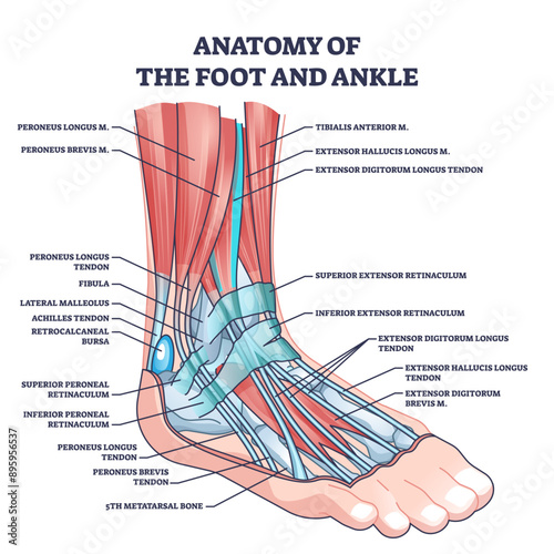 Anatomy of foot and ankle with labeled medical location outline diagram, transparent background. Labeled educational scheme with skeletal bones and muscles in latin names illustration.