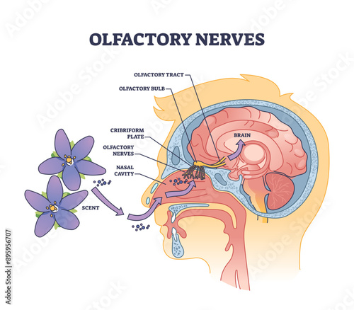 Olfactory nerves with sensory facial nose organs anatomy outline diagram, transparent background. Labeled educational scheme with human head nasal scent system and plane, cavity.