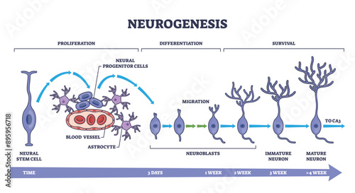 Neurogenesis as detailed neuron development process stages outline diagram, transparent background.Labeled educational scheme with brain cells growth illustration.