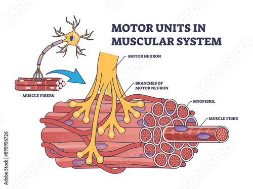 Motor units in muscular system with fibers neuron anatomy outline diagram, transparent background. Labeled educational medical scheme with myofibril and muscle fiber closeup illustration.