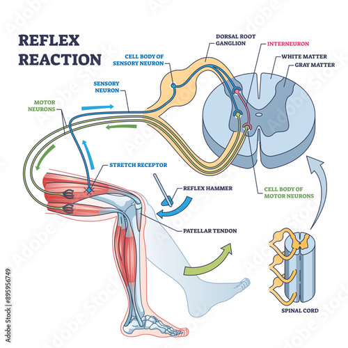 Reflex reaction with knee stimulus test process explanation outline diagram, transparent background.Labeled educational scheme with anatomical body reaction to impulse illustration.