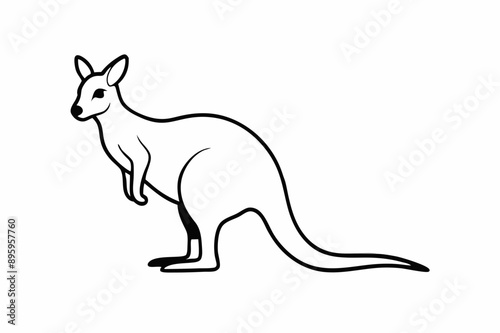 A Wallaby animal vector illustration photo