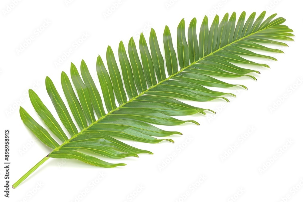 Fototapeta premium Tropical palm leaf isolated on white background. Silhoutte of palm tree. Abstract nature pattern