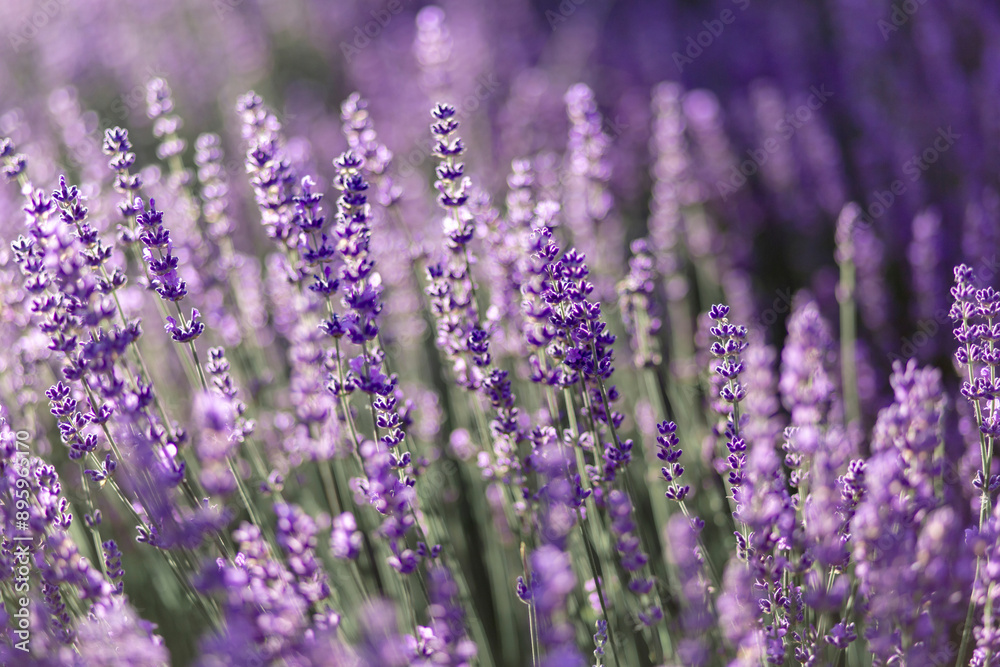 Obraz premium blühender Lavendel in Deutschland Nahaufnahme 