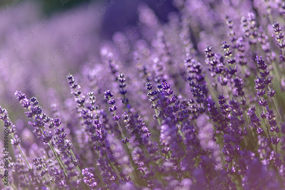 Fototapeta premium blühender Lavendel in Deutschland Nahaufnahme 