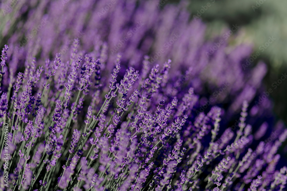 Fototapeta premium blühender Lavendel in Deutschland Nahaufnahme 