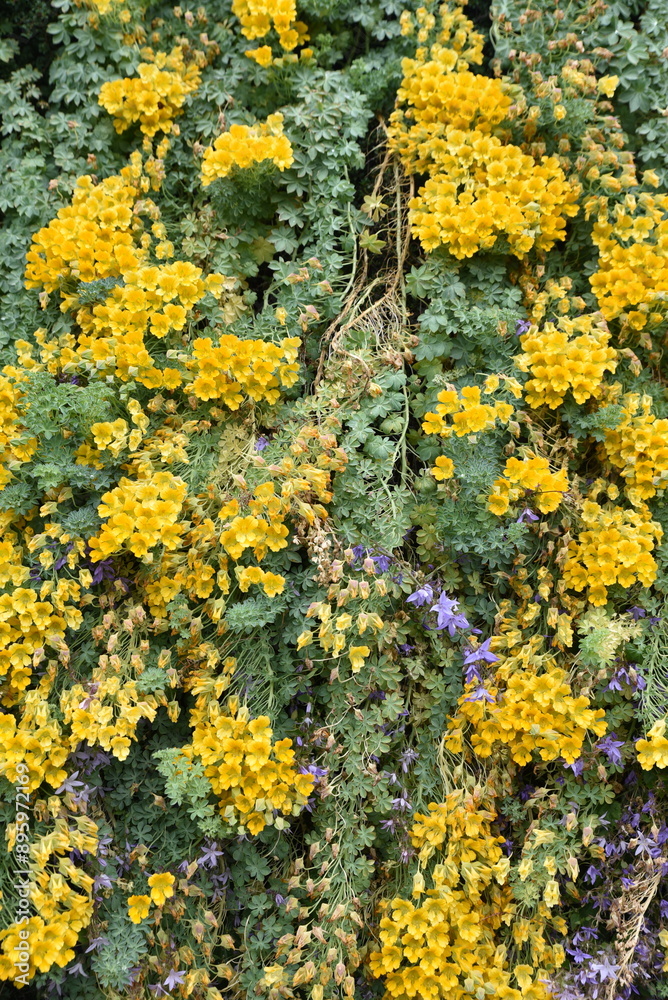 Obraz premium Tropaelum polyphyllum en été au jardin
