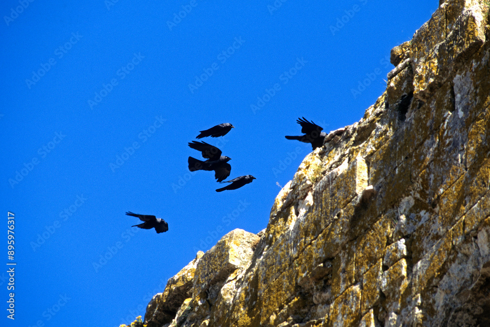 Choucas des tours,.Coloeus monedula , Western Jackdaw, Abbaye de Maillezais, 85, Vendée, France