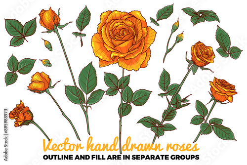 Set of vector hand drawn red roses. Buds, flowers, bloom, blossom, leaves on stem. Yellow summer flowers on white background. Outline and flat fill are all in separate groups. 