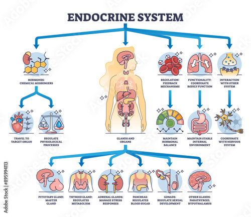 Endocrine system with body glands and organs functions outline diagram, transparent background. Labeled educational scheme with pituitary gland, thyroid and pancreas process illustration.
