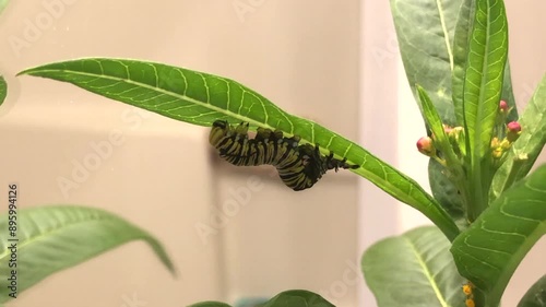 Monarch butterfly caterpillar growing and molting under a Milkweed leaf. Caterpillar changes instar. Metamorphosis concept
