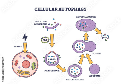 Cellular autophagy process stages for body recycling system outline diagram, transparent background. Labeled educational anatomy scheme with isolation membrane, phagophore.