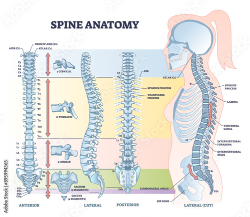 Spine anatomy with detailed back bone medical structure outline diagram, transparent background. Labeled educational scheme with spinous process, lamina, vertebral canal.