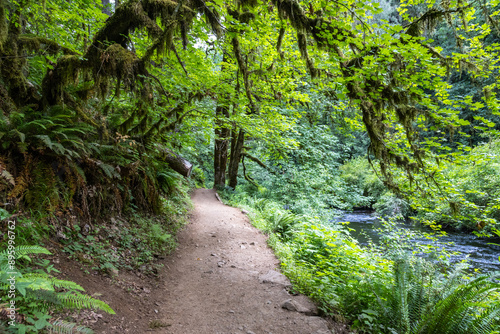 path in the forest