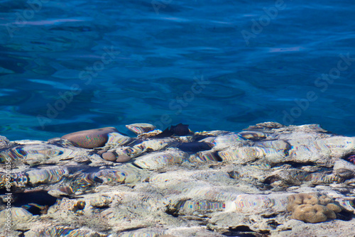 Coral reef at coast of Red Sea, Sharm El Sheikh, Egypt