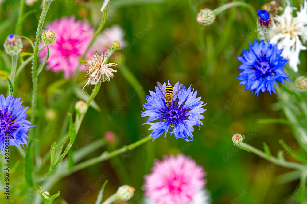 Close-up of beautiful blue and pink cornflowers with wasp on a sunny summer day. Photo taken July 24th, 2024, Zurich, Switzerland. Close-up of beautiful blue and pink cornflowers with wasp on a sunny summer day. Photo taken July 24th, 2024, Zurich, Switzerland.
