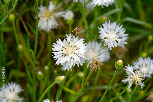 Close-up of beautiful white cornflowers with bee on a sunny summer day. Photo taken July 24th, 2024, Zurich, Switzerland.