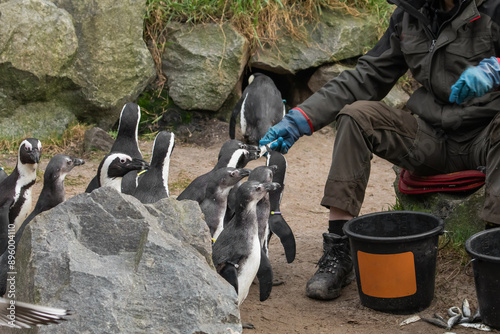 Invitation for a handshake with the curious Magellanic penguin photo