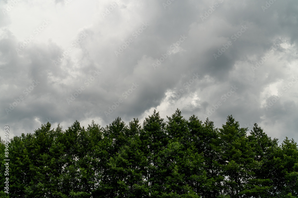 The top of the trees on the background of the stormy sky.