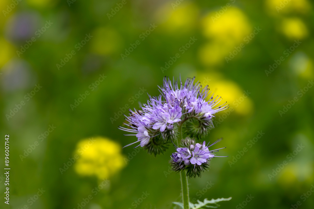 Purple phacelia flowers on the background of yellow meadow flowers Purple phacelia flowers on the background of yellow meadow flowers