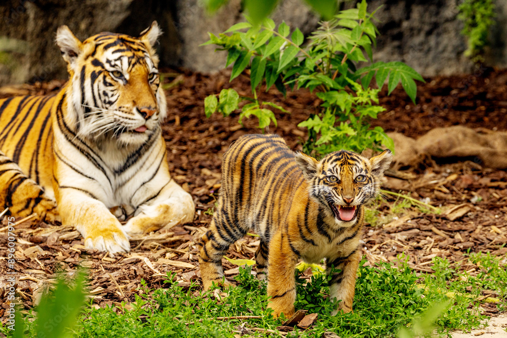 Tiger cubs playing with his mother,sumatra tiger Panthera tigris Tiger cubs playing with his mother,sumatra tiger Panthera tigris