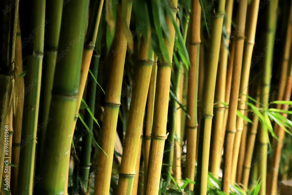 Obraz premium bamboo forest background