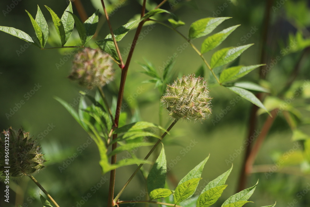 Glycyrrhiza glabra. Flower of a licorice bush. Glycyrrhiza glabra. Flower of a licorice bush.