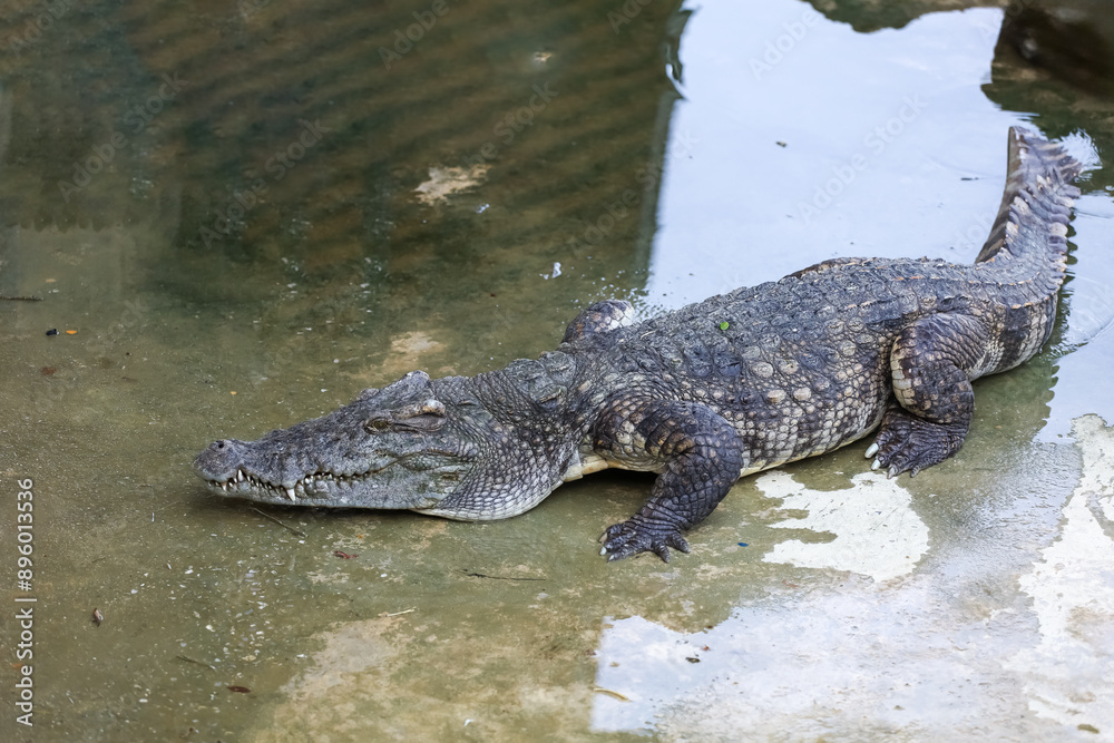 Obraz premium The salt crocodile swimming on the river near canal