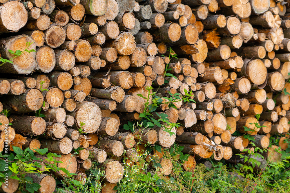 pile of logs with green plants growing on them pile of logs with green plants growing on them