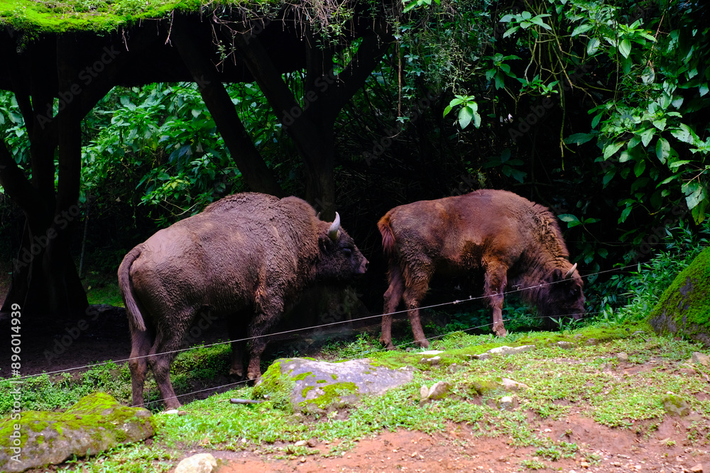 Two bison with the name science bison are in the zoo Two bison with the name science bison are in the zoo
