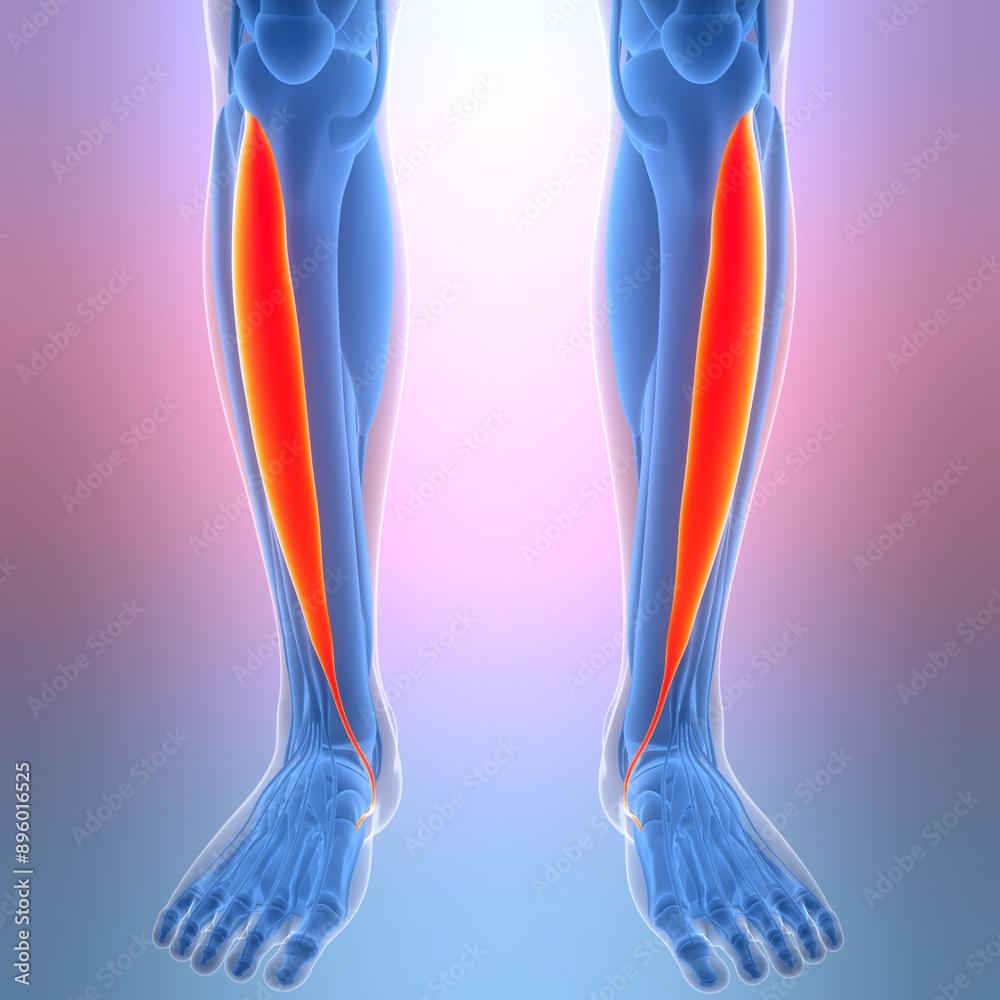 Human Muscular System Leg Muscles Tibialis Anterior Muscles Anatomy Human Muscular System Leg Muscles Tibialis Anterior Muscles Anatomy