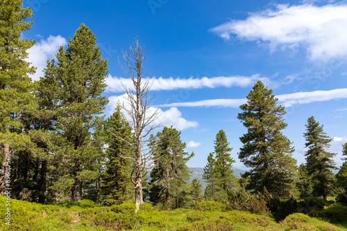 Toter Baum beim Aufstieg auf den Stoderzinken bei Gröbming, Steiermark, Österreich