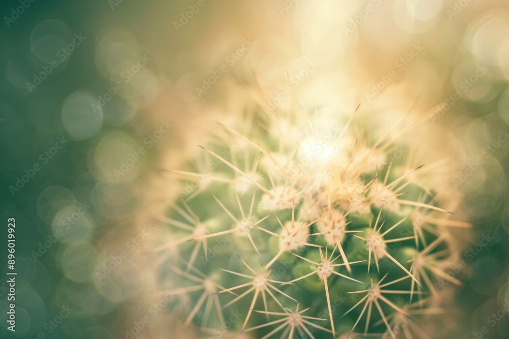 Fototapeta premium Close Up of a Cactus with Soft Bokeh Background and Warm Sunlight
