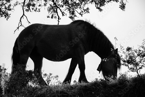 caballo en blanco y negro comiendo hierba