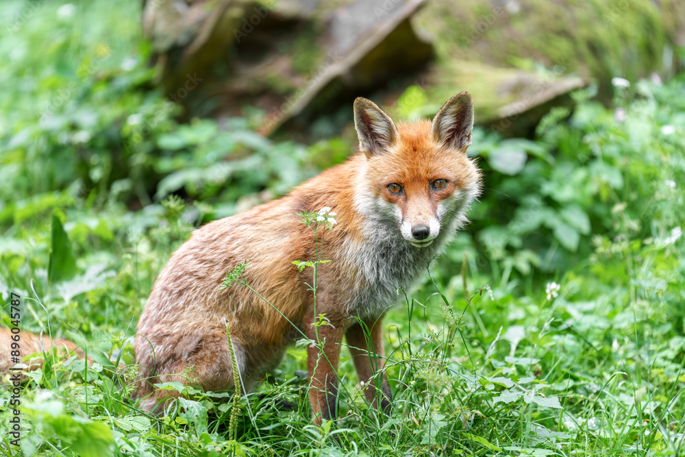 Fuchs Fuchs