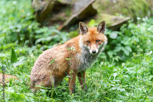 Fuchs