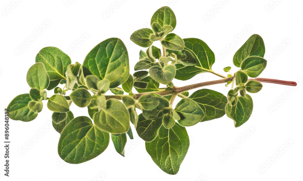 PNG Fresh oregano herb branch PNG Fresh oregano herb branch