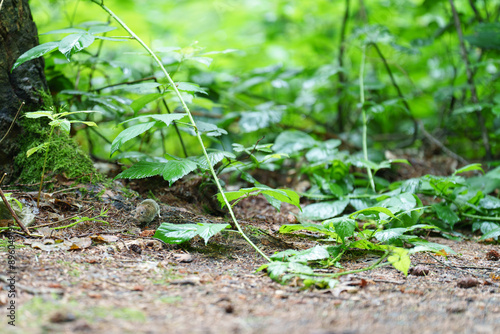 Kleine Waldbewohner, eine Feldmaus 