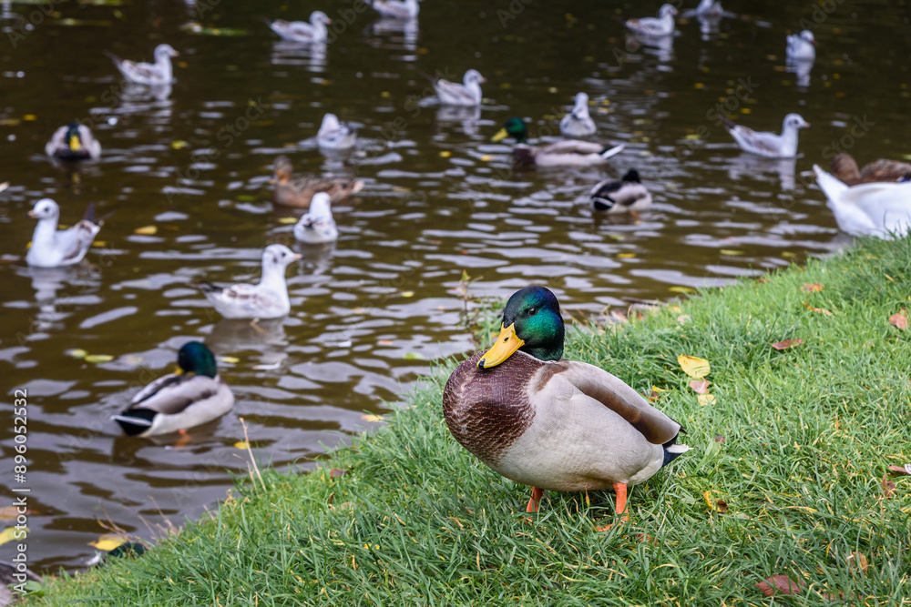 Ducks in Local city park in Zelenogradsk. Russia