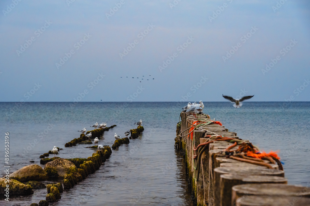 Seagulls sitting on the wooden breakwater at sunrise. Zelenogradsk. Kaliningrad region. Russia