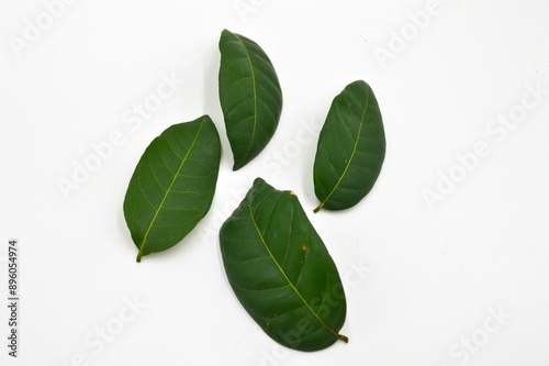 Longan leaves isolated in white background