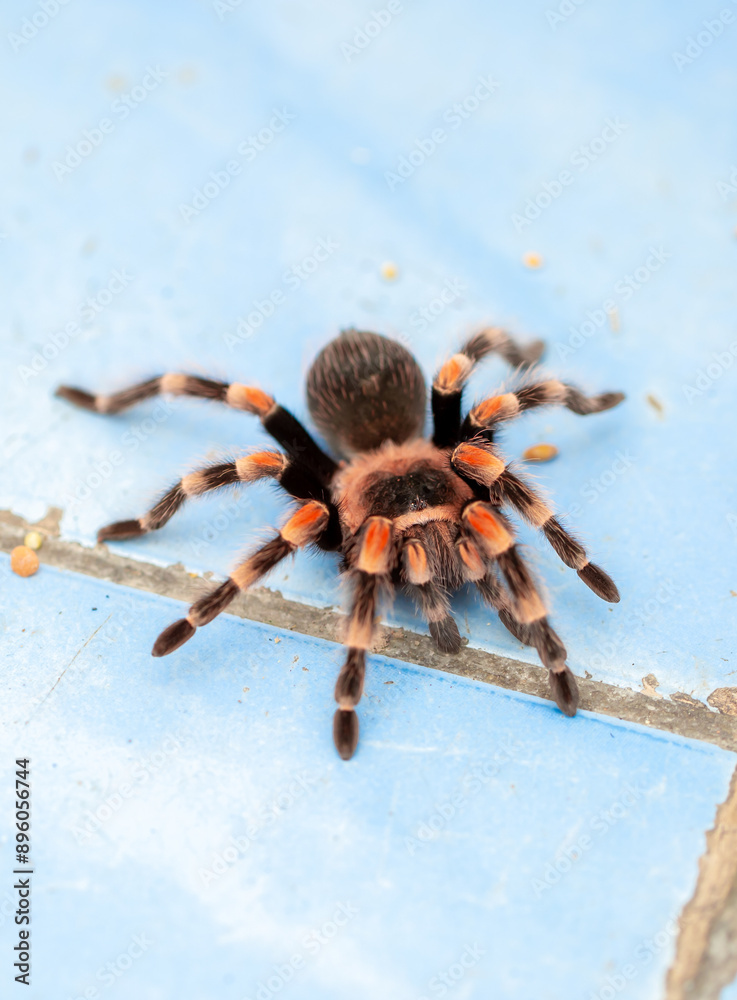 Tarantula spider close-up on the floor in the house. Tarantula spider as a pet. Tarantula spider close-up on the floor in the house. Tarantula spider as a pet.