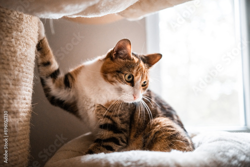 Photography Cat