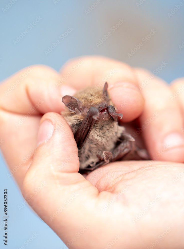 Naklejka premium Bat in the hands of a man in a veterinary clinic. A doctor checks the health of a bat.