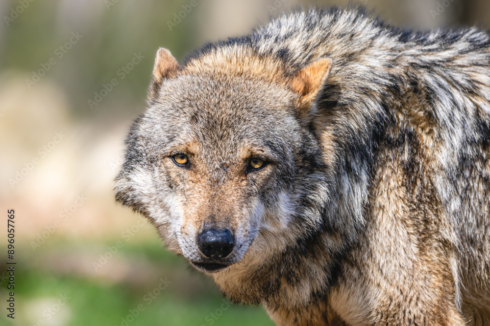 Fototapeta premium Wolfportäits